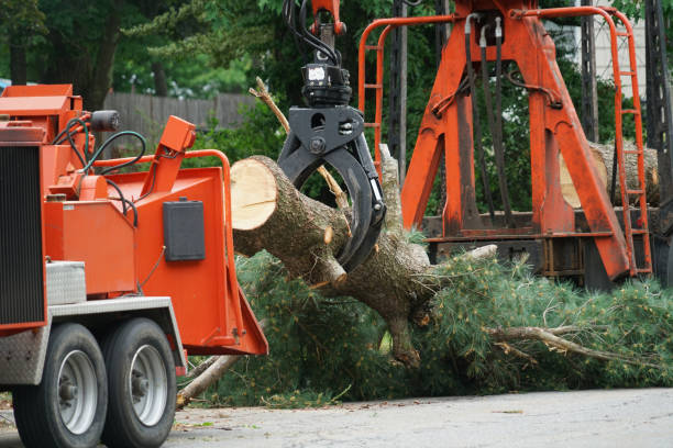 Best Hazardous Tree Removal  in Phoenix, AZ