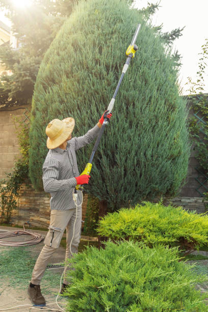 Best Lawn Maintenance Plans  in Phoenix, AZ